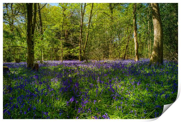 The Bluebell Woods Print by Gerry Walden LRPS