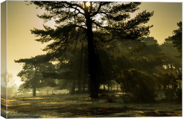 Tree in the Mist Canvas Print by Elzbieta Sosnowski