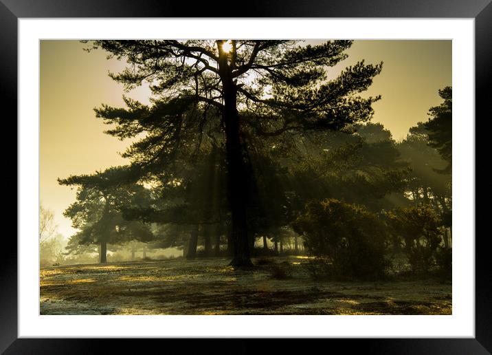 Tree in the Mist Framed Mounted Print by Elzbieta Sosnowski