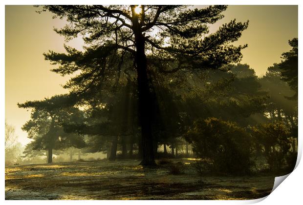Tree in the Mist Print by Elzbieta Sosnowski
