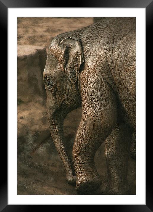 Juvenile Asian Elephant Framed Mounted Print by Wayne Molyneux