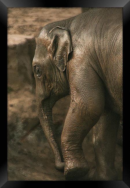 Juvenile Asian Elephant Framed Print by Wayne Molyneux