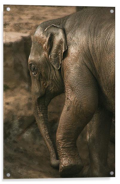 Juvenile Asian Elephant Acrylic by Wayne Molyneux