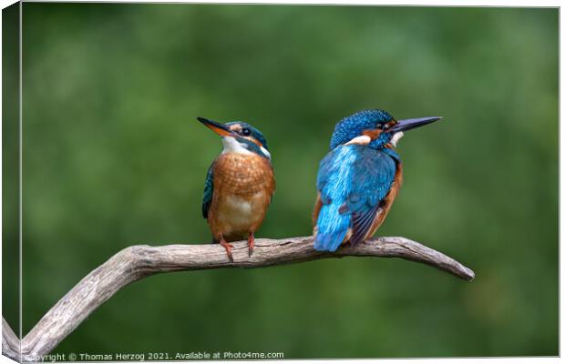 Two Kingfishers sitting on a branch Canvas Print by Thomas Herzog
