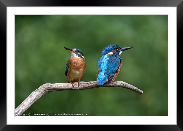 Two Kingfishers sitting on a branch Framed Mounted Print by Thomas Herzog