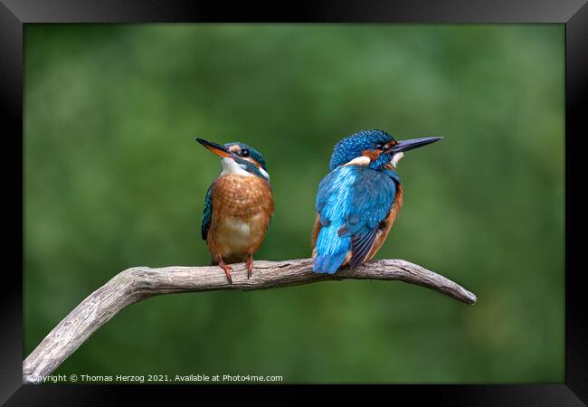 Two Kingfishers sitting on a branch Framed Print by Thomas Herzog