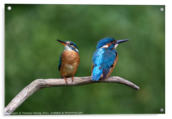 Two Kingfishers sitting on a branch Acrylic by Thomas Herzog
