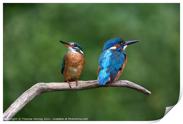 Two Kingfishers sitting on a branch Print by Thomas Herzog