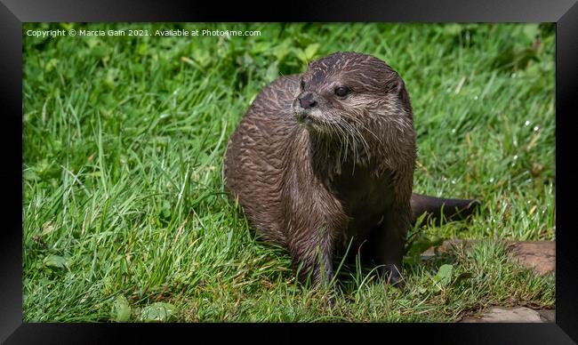 Eurasian Short clawed otter Framed Print by Marcia Reay