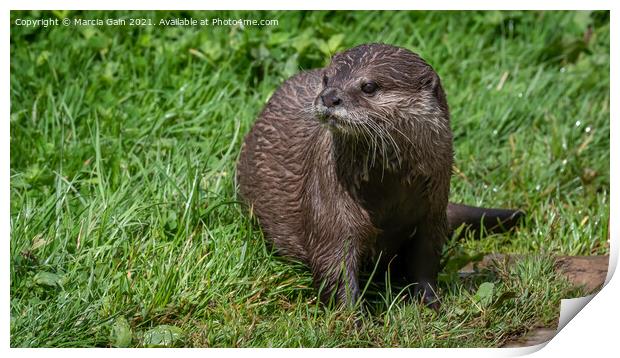 Eurasian Short clawed otter Print by Marcia Reay