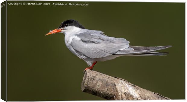 Common Tern Canvas Print by Marcia Reay