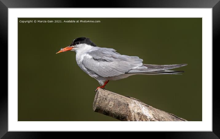 Common Tern Framed Mounted Print by Marcia Reay