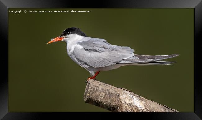 Common Tern Framed Print by Marcia Reay