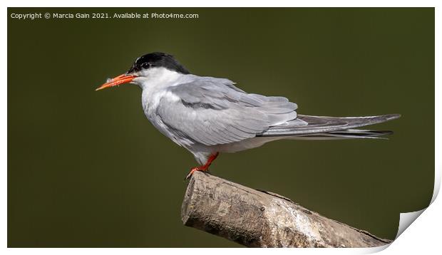 Common Tern Print by Marcia Reay