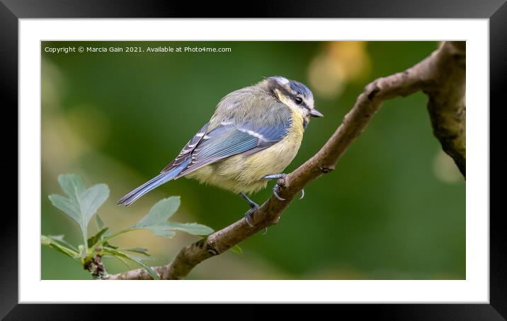 Blue Tit Framed Mounted Print by Marcia Reay