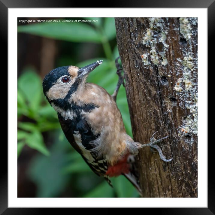 A small bird perched on a tree branch Framed Mounted Print by Marcia Reay