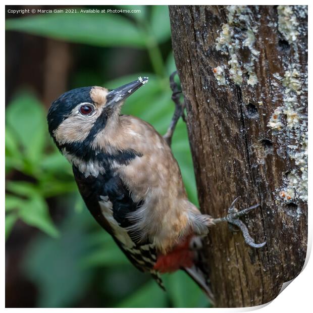 A small bird perched on a tree branch Print by Marcia Reay