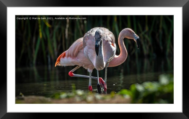 Flamingos Framed Mounted Print by Marcia Reay