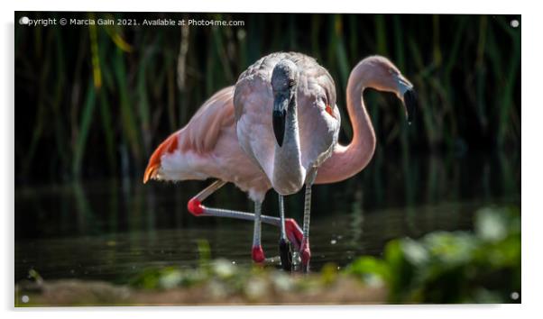 Flamingos Acrylic by Marcia Reay