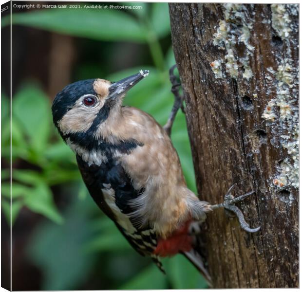 A woodpecker perched on a tree branch Canvas Print by Marcia Reay