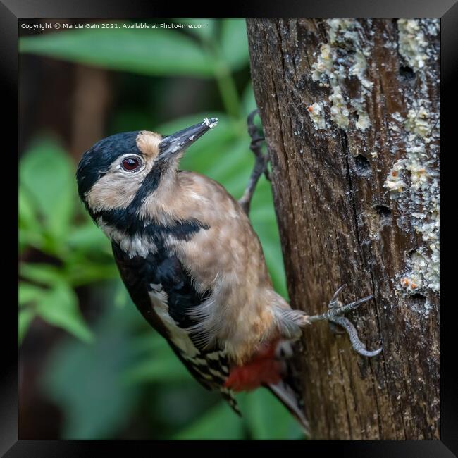 A woodpecker perched on a tree branch Framed Print by Marcia Reay