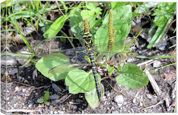 Golden Ringed Dragonfly Canvas Print by David  Susans
