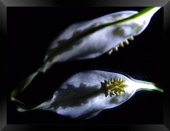 Peace at Night Framed Print by Hannah Scriven