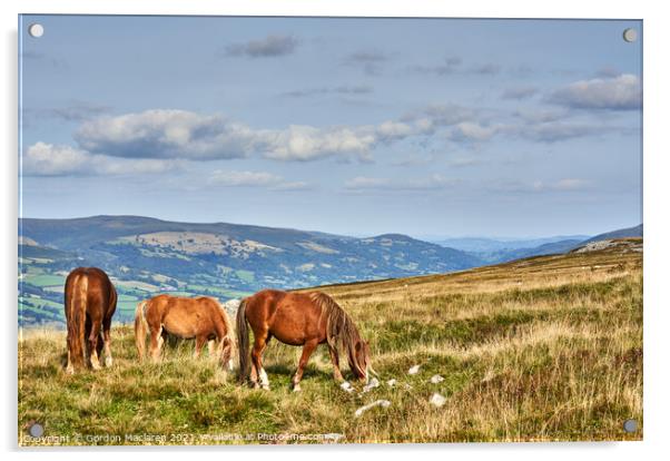Wild Horses on the Brecon Beacons Acrylic by Gordon Maclaren