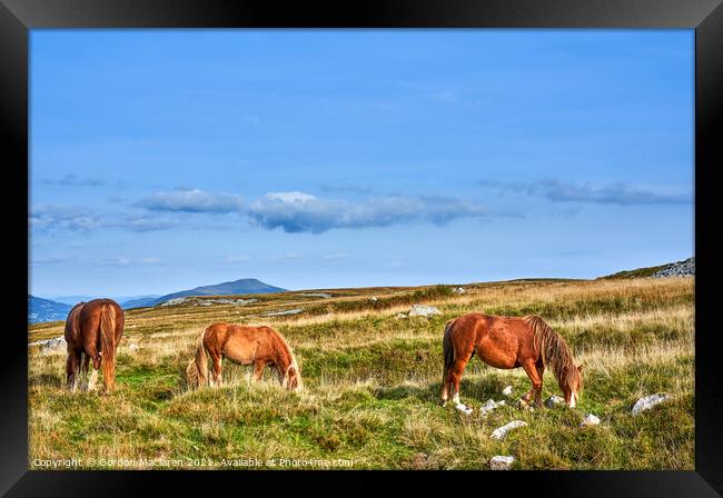 Wild Horses on the Brecon Beacons Framed Print by Gordon Maclaren