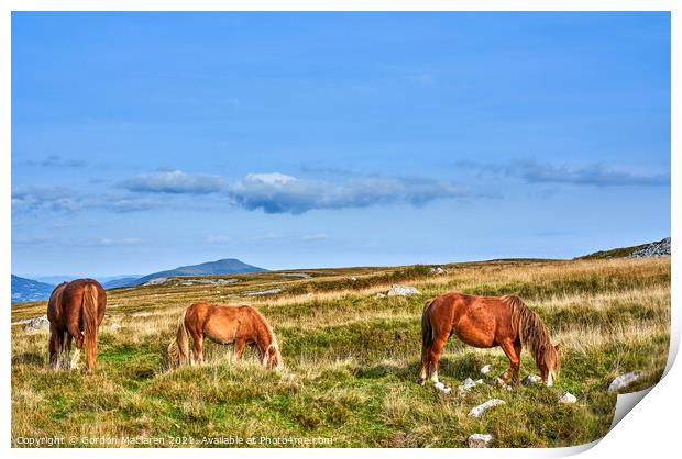 Wild Horses on the Brecon Beacons Print by Gordon Maclaren