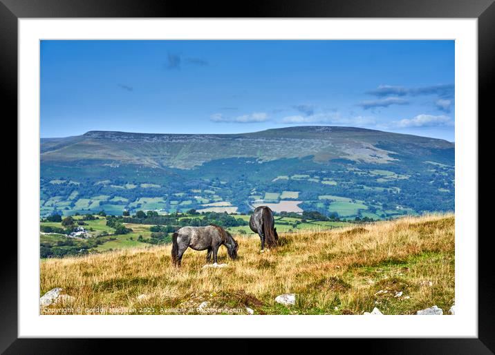 Wild Horses grazing on the Brecon Beacons Framed Mounted Print by Gordon Maclaren