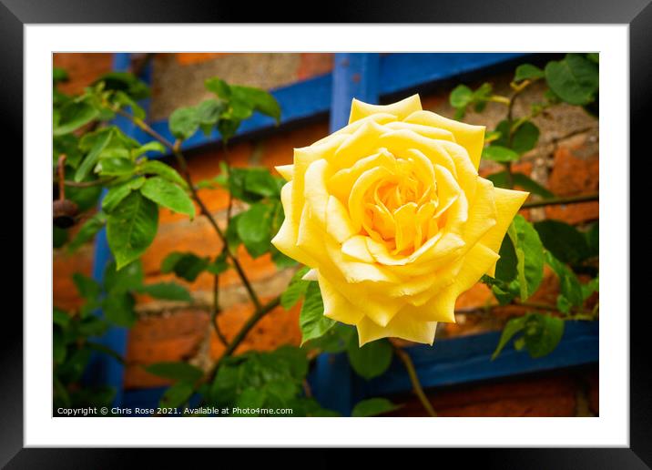 Yellow rose Framed Mounted Print by Chris Rose