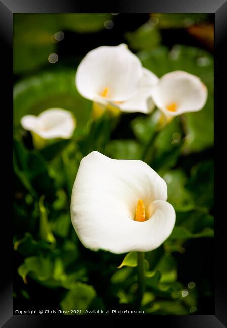 Calla Lillies Framed Print by Chris Rose