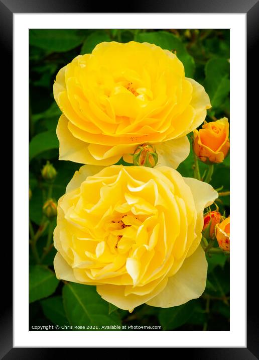 Two yellow roses Framed Mounted Print by Chris Rose
