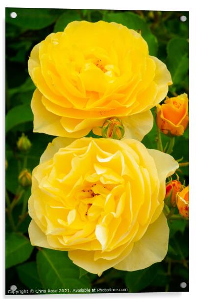 Two yellow roses Acrylic by Chris Rose