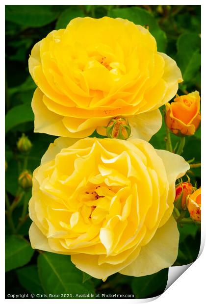Two yellow roses Print by Chris Rose