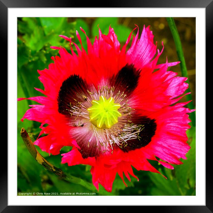 Poppy flower close up Framed Mounted Print by Chris Rose