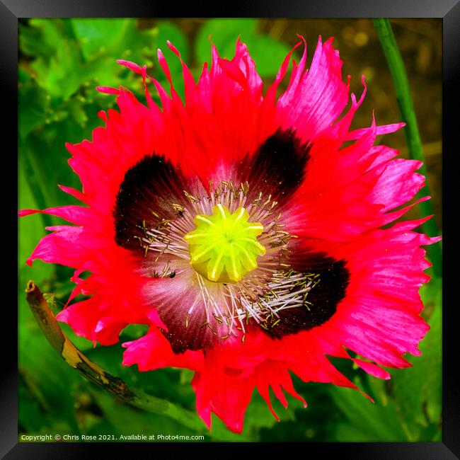 Poppy flower close up Framed Print by Chris Rose