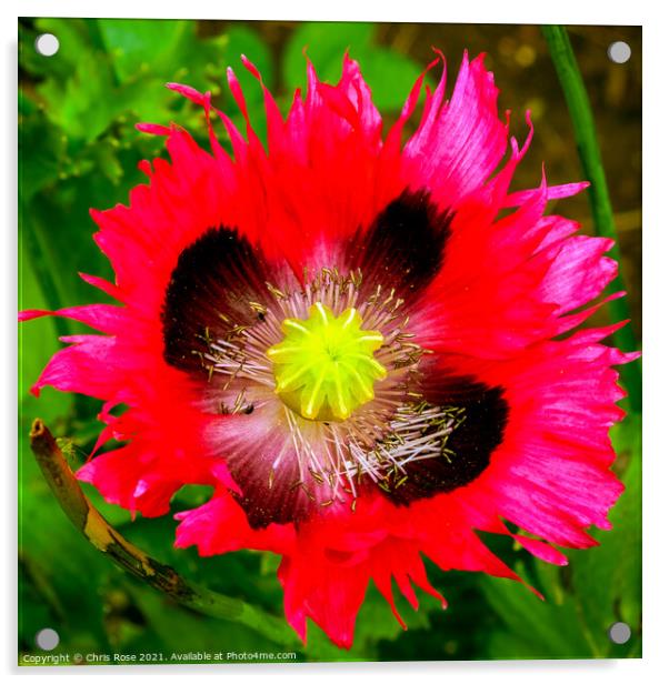 Poppy flower close up Acrylic by Chris Rose