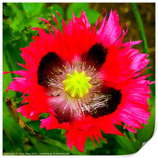 Poppy flower close up Print by Chris Rose