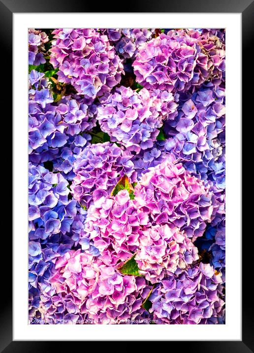 Hydrangea flowers Framed Mounted Print by Chris Rose