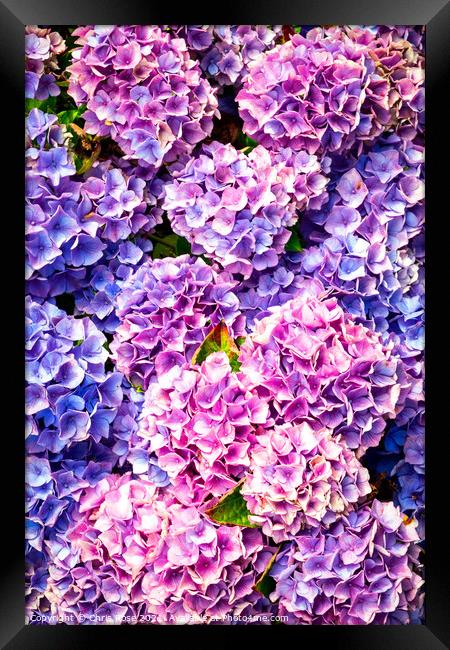 Hydrangea flowers Framed Print by Chris Rose