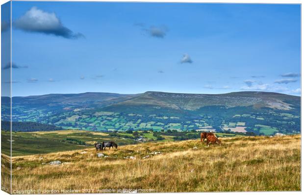 Wild Horses grazing on the Brecon Beacons Canvas Print by Gordon Maclaren