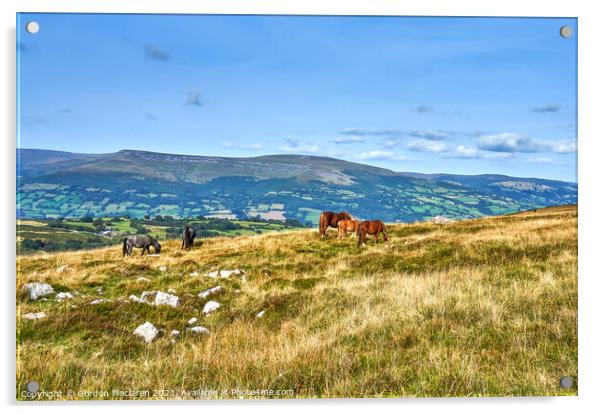 Wild Horses grazing on the Brecon Beacons Acrylic by Gordon Maclaren