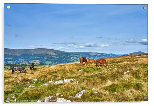 Wild Horses grazing on the Brecon Beacons Acrylic by Gordon Maclaren
