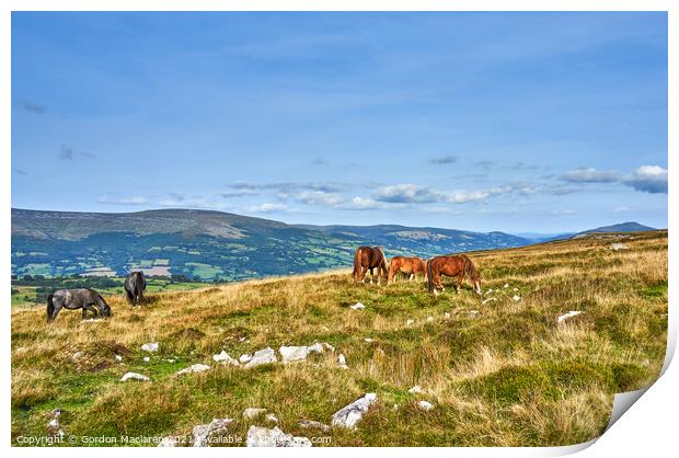 Wild Horses grazing on the Brecon Beacons Print by Gordon Maclaren