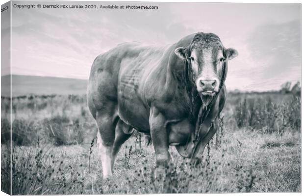 Bull on the farm Canvas Print by Derrick Fox Lomax