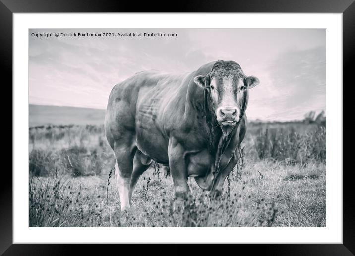 Bull on the farm Framed Mounted Print by Derrick Fox Lomax