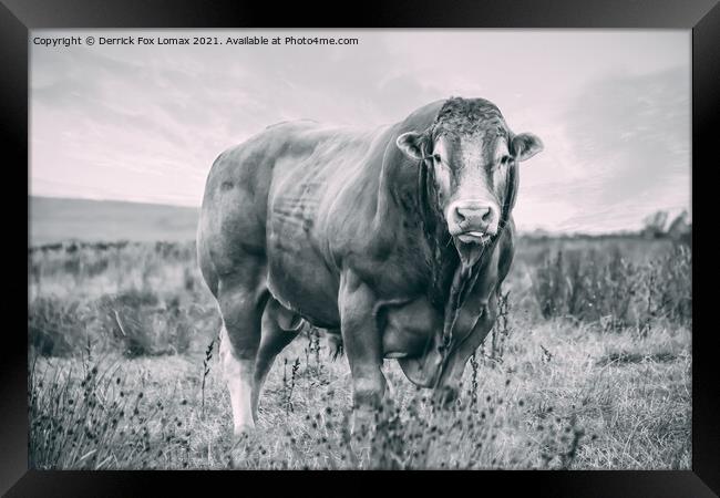 Bull on the farm Framed Print by Derrick Fox Lomax