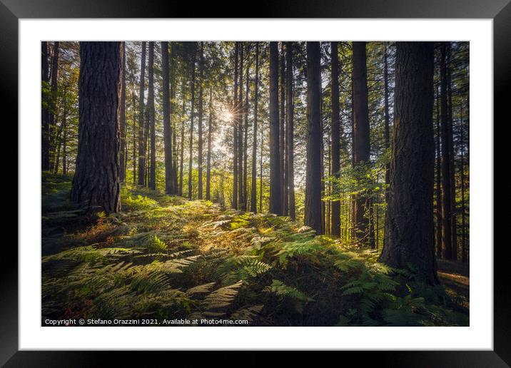 Acquerino nature reserve forest. Trees and ferns in the morning. Framed Mounted Print by Stefano Orazzini